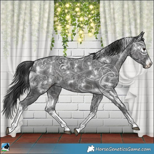 Horse Color:White Spotted Black Ice Rabicano 