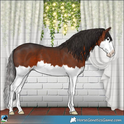 Horse Color:White Spotted Brown Splash 