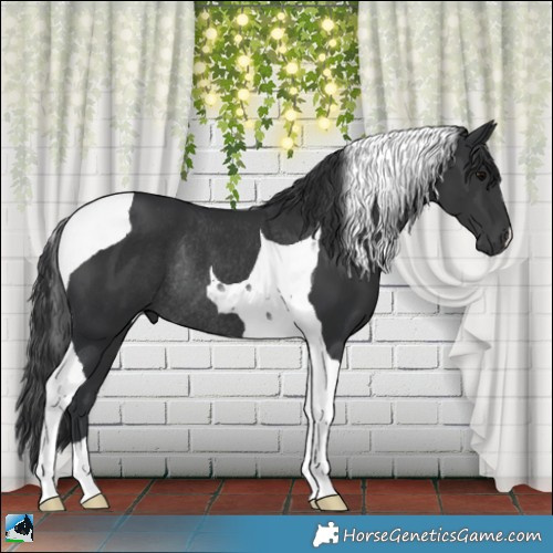 Horse Color:Black Tobiano Rabicano 