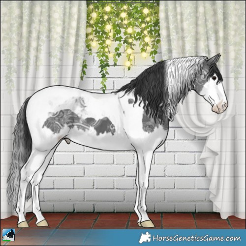 Horse Color:Black Ice Splash Tobiano 