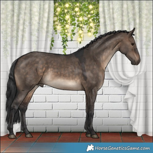 Horse Color:Brown Dun Rabicano 