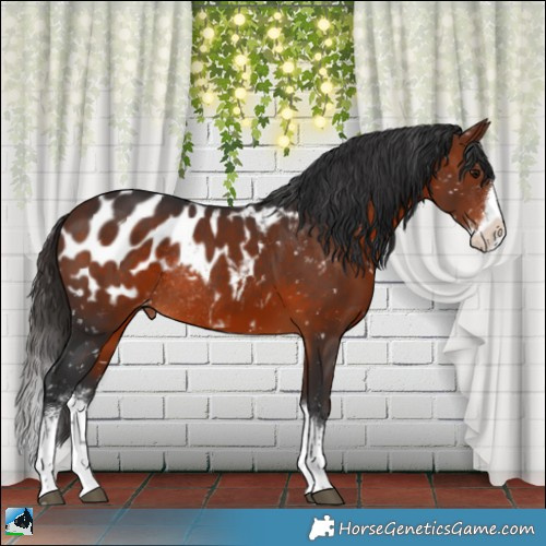 Horse Color:Bay Sabino Splash Appaloosa Rabicano 
