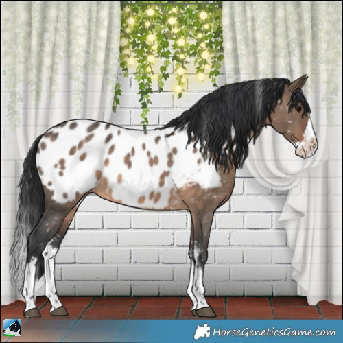 Horse Color:Brown Dun Sabino Splash Appaloosa Rabicano 