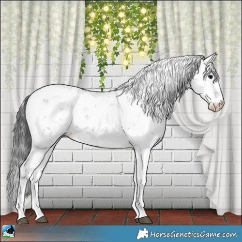 Horse Color:Black Sabino Appaloosa Rabicano 