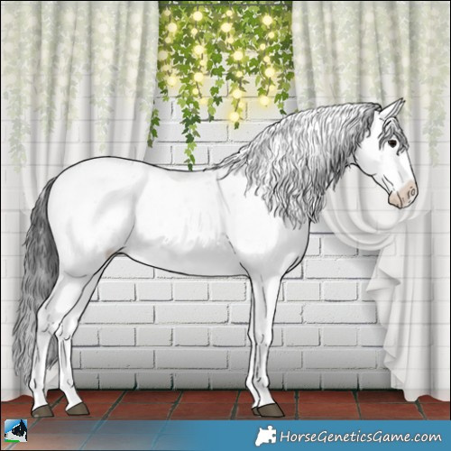 Horse Color:Black Mushroom Sabino Rabicano 