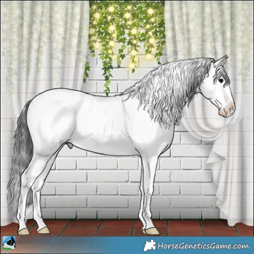 Horse Color:Blue Onyx Sabino Appaloosa Rabicano 