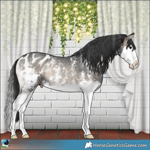 Horse Color:Blue Onyx Sabino Splash Appaloosa Rabicano 