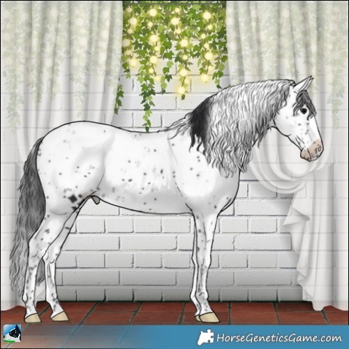 Horse Color:Black Mushroom Sabino Appaloosa Rabicano 