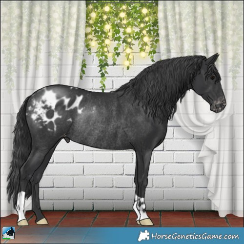 Horse Color:Black Mushroom Appaloosa Rabicano 