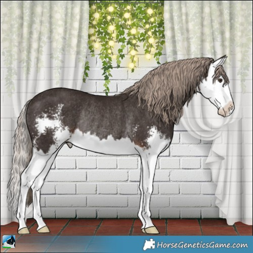 Horse Color:Liver Chestnut Sabino Splash Rabicano