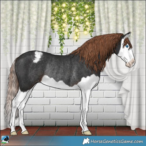 Horse Color:Liver Chestnut Splash Appaloosa Rabicano 