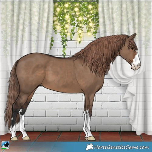 Horse Color:Liver Red Dun 