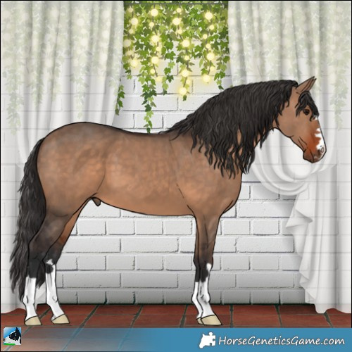 Horse Color:Bay Dun 