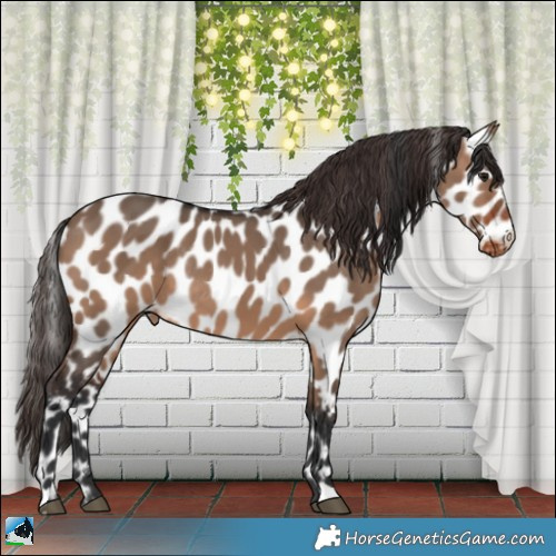 Horse Color:Brown Dun Appaloosa Rabicano 
