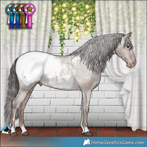 Horse Color:Liver Red Dun Appaloosa 