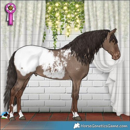 Horse Color:Liver Red Dun Appaloosa 