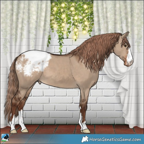 Horse Color:Liver Red Dun Appaloosa 