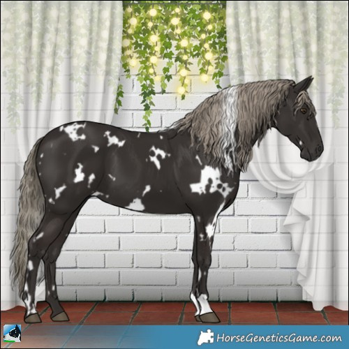 Horse Color:White Spotted Liver Chestnut 