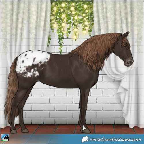 Horse Color:Liver Chestnut Appaloosa 