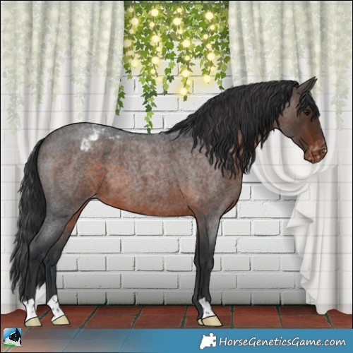 Horse Color:Brown Roan Appaloosa 