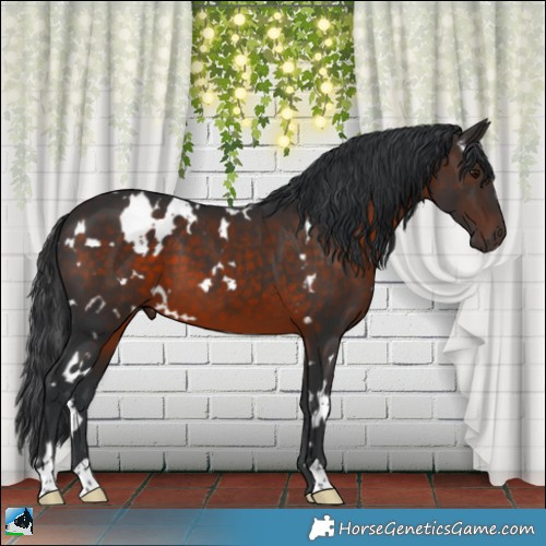 Horse Color:White Spotted Brown 