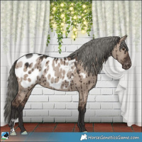Horse Color:Liver Red Dun Mushroom Appaloosa Rabicano Brindle 