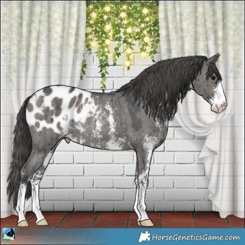 Horse Color:Grullo Mushroom Sabino Blanket Rabicano Brindle 