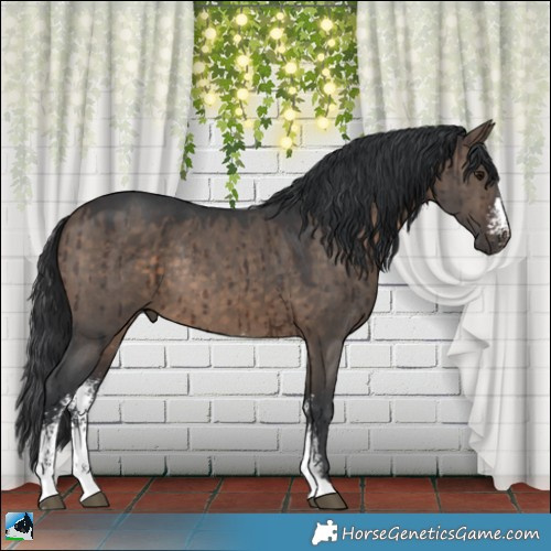 Horse Color:Brown Dun Sabino Rabicano Brindle 
