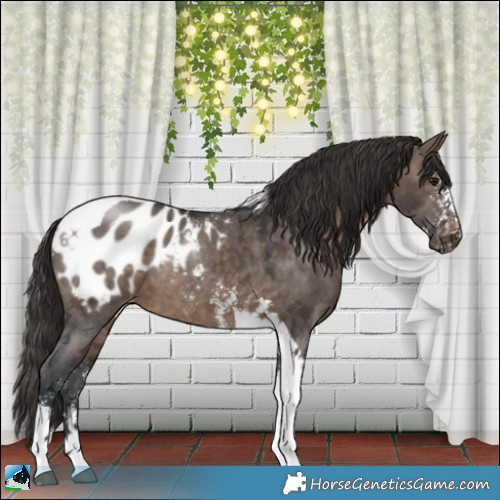 Horse Color:Brown Dun Mushroom Sabino Tobiano Appaloosa 