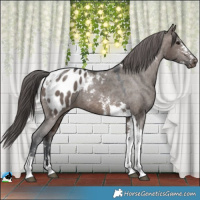 Horse Color:Brown Dun Mushroom Sabino Tobiano Blanket 