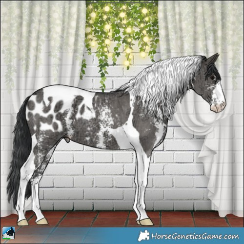 Horse Color:Grullo Ice Sabino Tobiano Appaloosa 