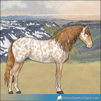 Horse Color:Red Roan Appaloosa 