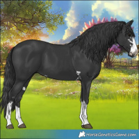Horse Color:Black and Black