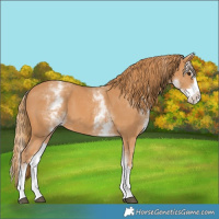 Horse Color:White Spotted Chestnut Splash 