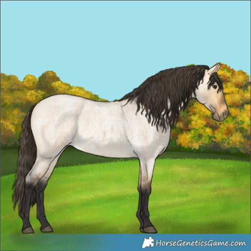 Horse Color:Buckskin Roan Dun 