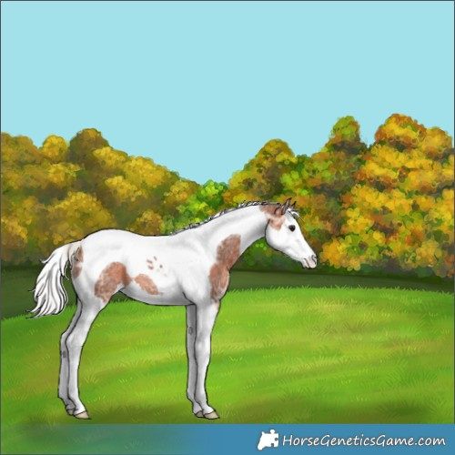 Horse Color:Silver Brown Ice Splash Tobiano Varnish Rabicano 