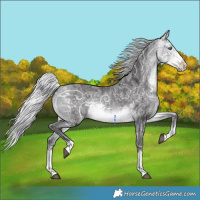 Horse Color:Silver Buckskin Chinchilla Ice Splash 