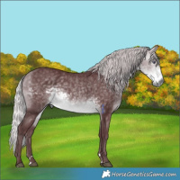Horse Color:Chocolate Silver Buckskin Chinchilla 