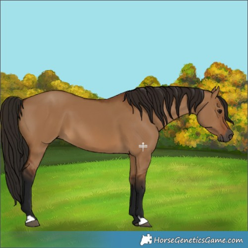 Horse Color:Gray Bay Dun 