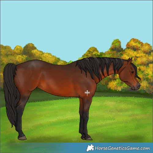 Horse Color:Gray Bay 