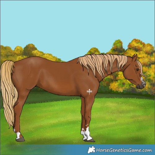Horse Color:Gray Chestnut 