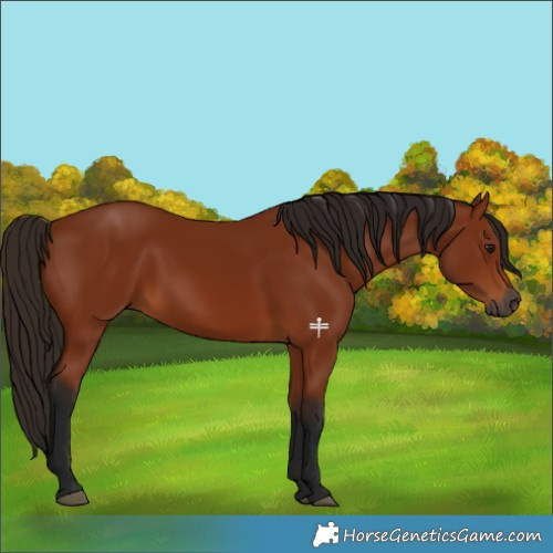 Horse Color:Gray Bay 