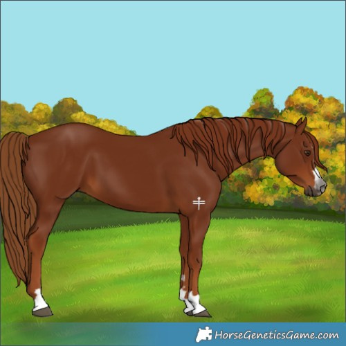 Horse Color:Gray Chestnut 