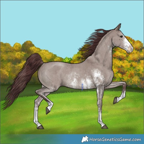 Horse Color:Chocolate Grullo Sabino Rabicano Brindle