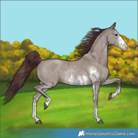 Horse Color:Chocolate Grullo Sabino Rabicano Brindle