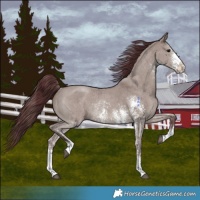 Horse Color:Chocolate Grullo Sabino Rabicano Brindle 