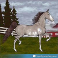 Horse Color:Chocolate Grullo Sabino Rabicano Brindle