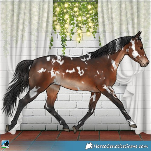 Horse Color:White Spotted Brown Rabicano 
