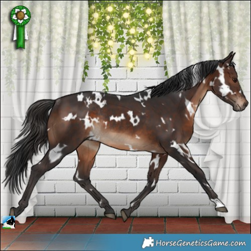 Horse Color:White Spotted Brown Rabicano 