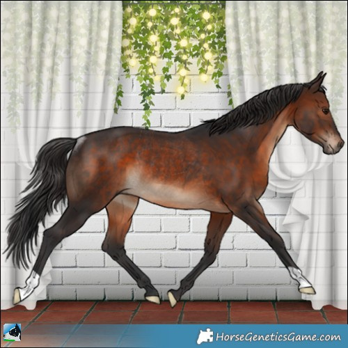 Horse Color:Brown Rabicano 